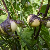 Solanum macrocarpon L.